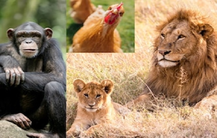 These 7 Animals Kill Their Own Babies, Then Make Their Own Food! Know why they commit feticide