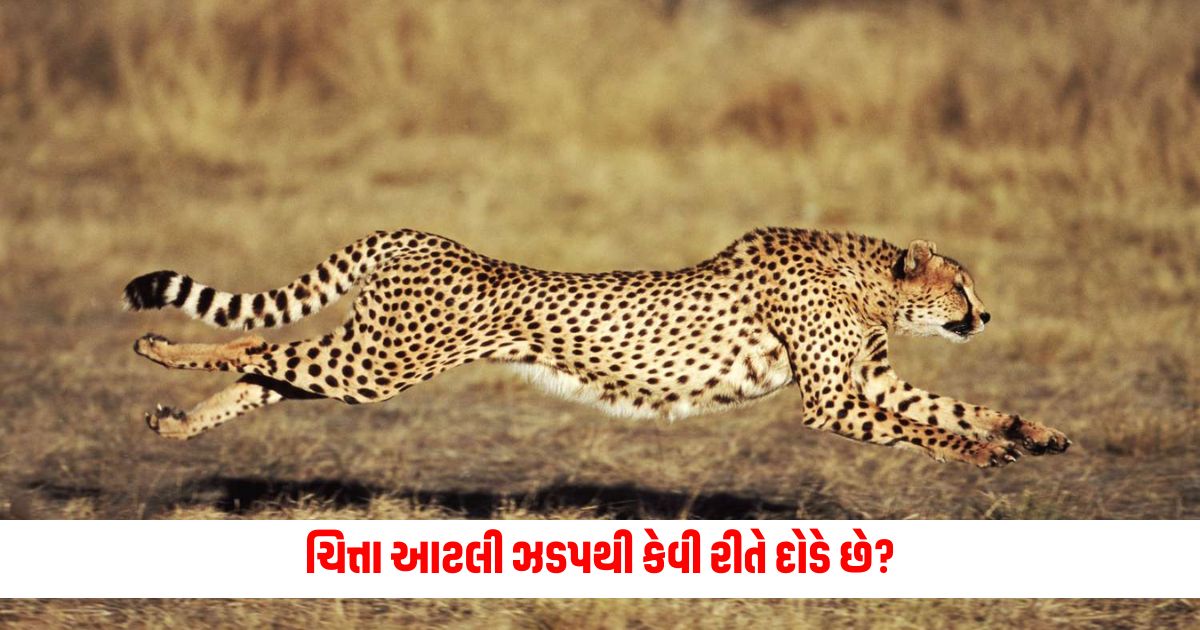 How does a cheetah run so fast why no other animal can compete with it 1