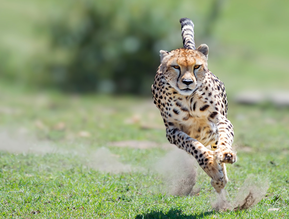 How does a cheetah run so fast why no other animal can compete with it