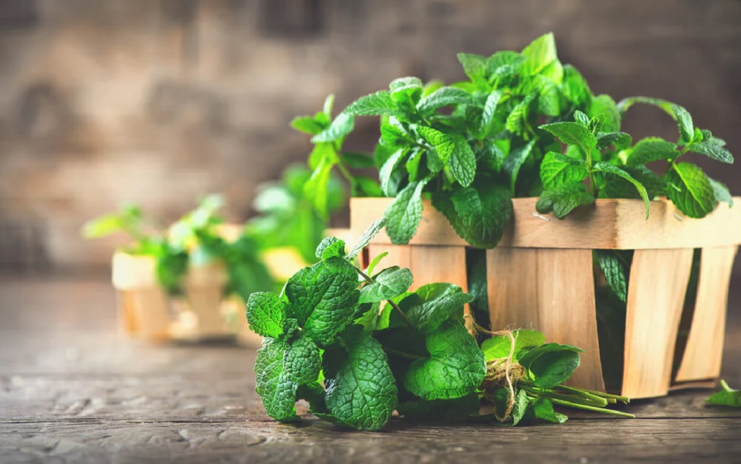 Cooling Herbs These herbs will cool the body from inside in summer daily consumption will also improve digestion 02