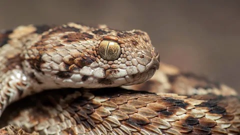 Be it seasonal illness or snake bite. this hospital will reach your home 01