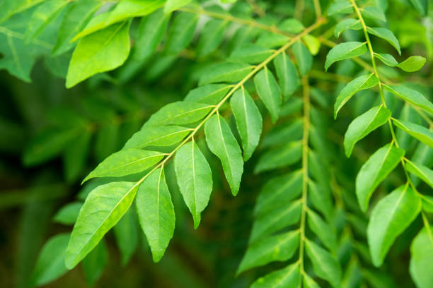 Plant these 5 plants in the kitchen garden 1
