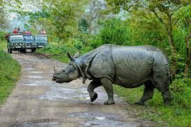 So many rhinos died due to floods in Assam 1