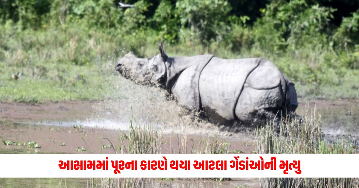 So many rhinos died due to floods in Assam