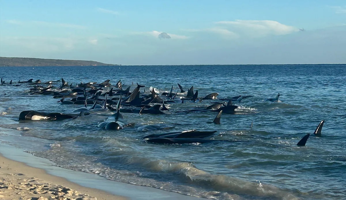 more than 70 pilot whales die in scottish mass stranding 1