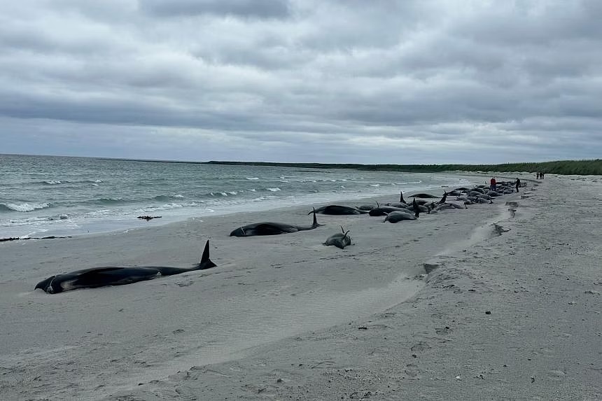 more than 70 pilot whales die in scottish mass stranding 2