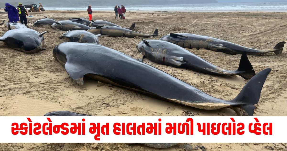 more than 70 pilot whales die in scottish mass stranding f