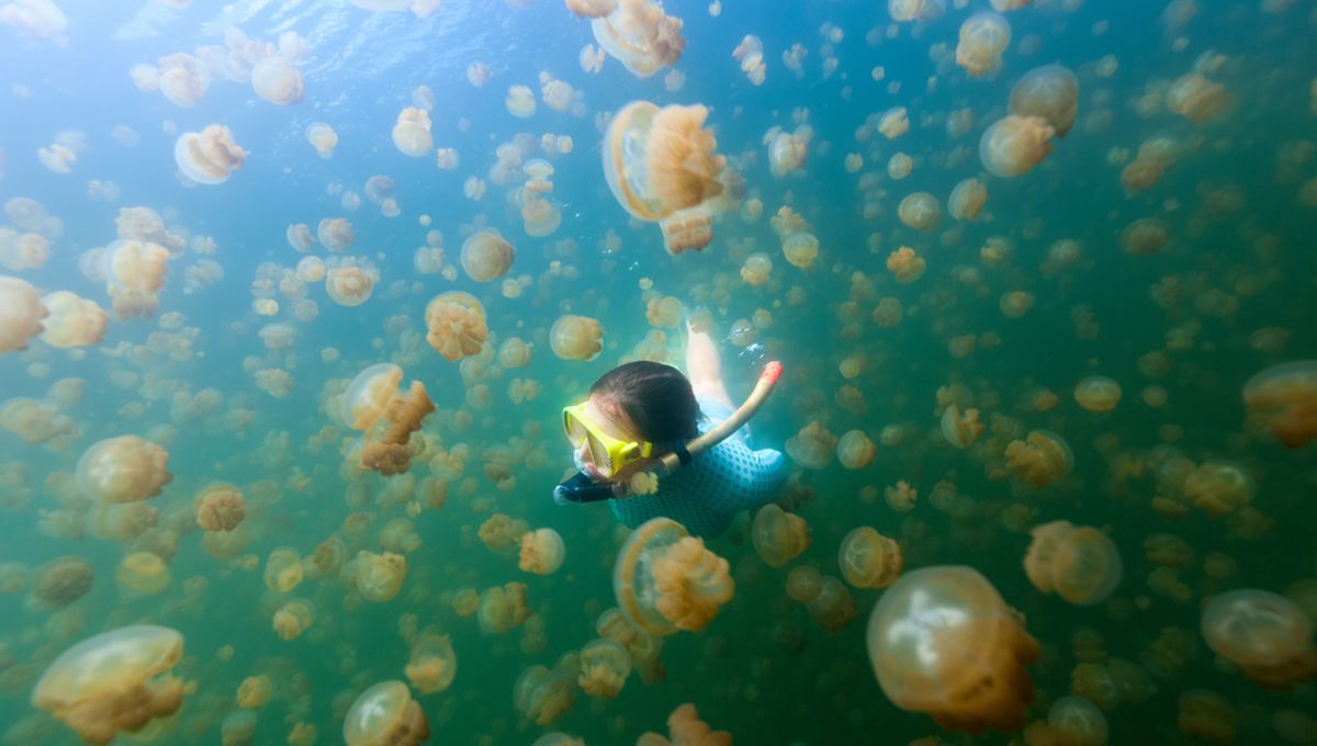 Inside the island is a lake full of jellyfish which move in a special pattern. 1