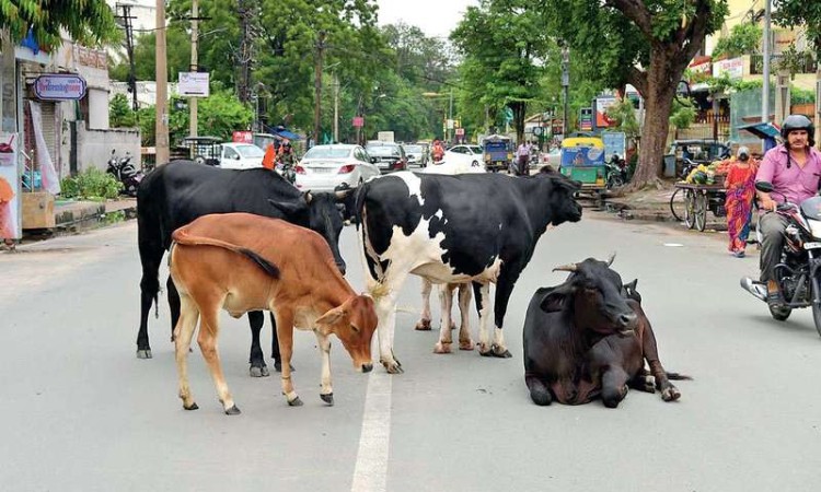 gujarat high court takes satire note over menace of stray cattle asked