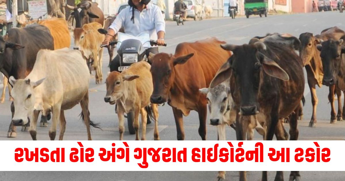 gujarat high court takes satire note over menace of stray cattle asked about amre