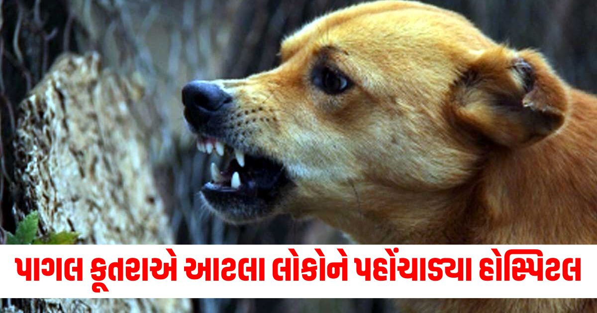 mad dog has bites 12 people including school children and women in poonch district of jammu and kashmir
