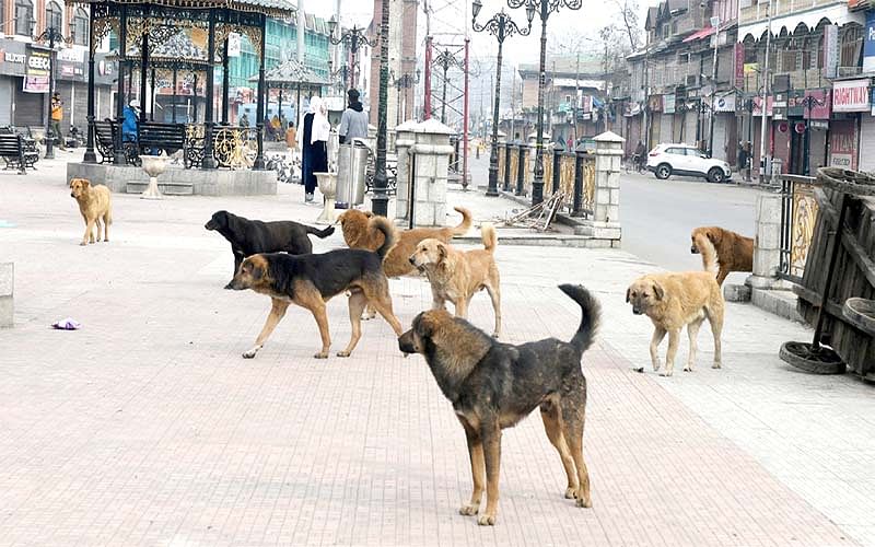 mad dog has bites 12 people including school children and women in poonch district of jammu and kashmir23