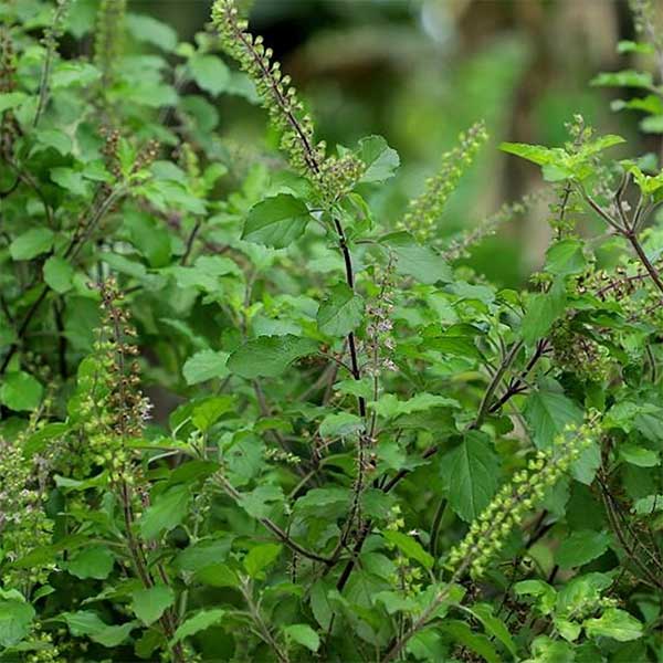 tulsi puja niyam ekadashi tulsi jal niyam know about 1