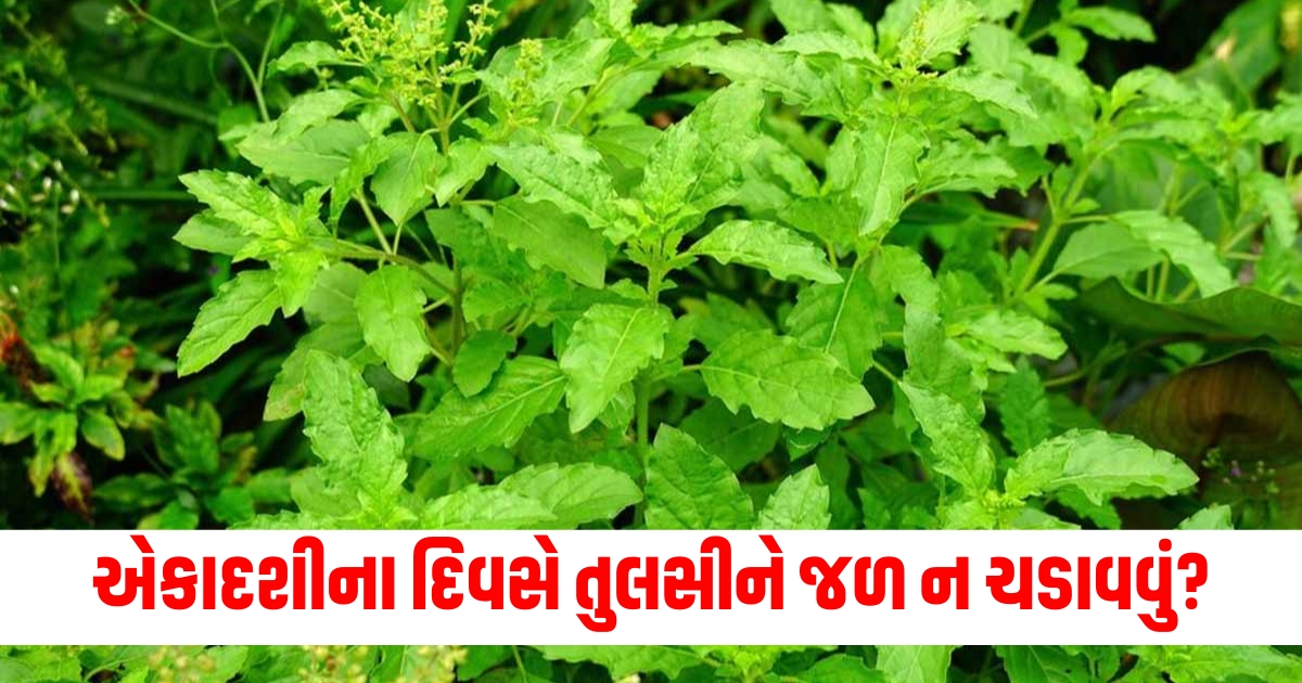 tulsi puja niyam ekadashi tulsi jal niyam know about f
