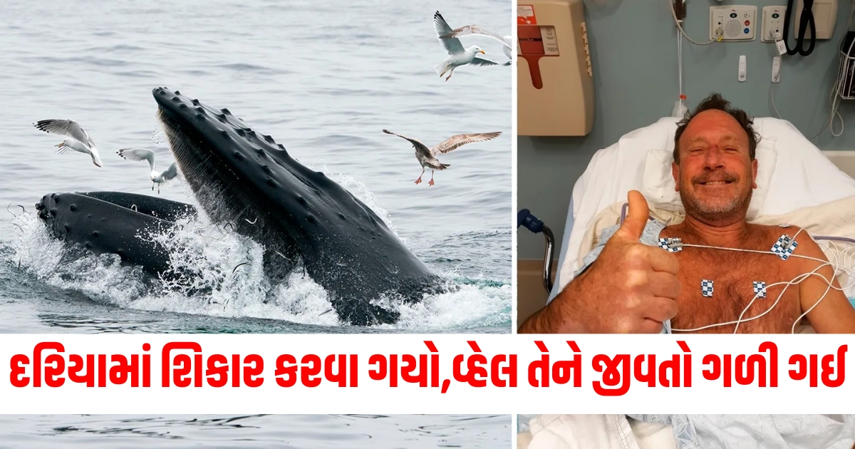 દરિયામાં શિકાર કરવા ગયો અચાનક વ્હેલ તેને જીવતો ગળી ગઈ