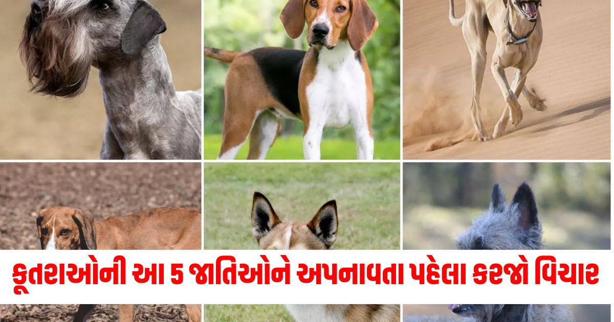 top 5 dog breeds that pet owners should avoid due to health concerns british veterinarian warns