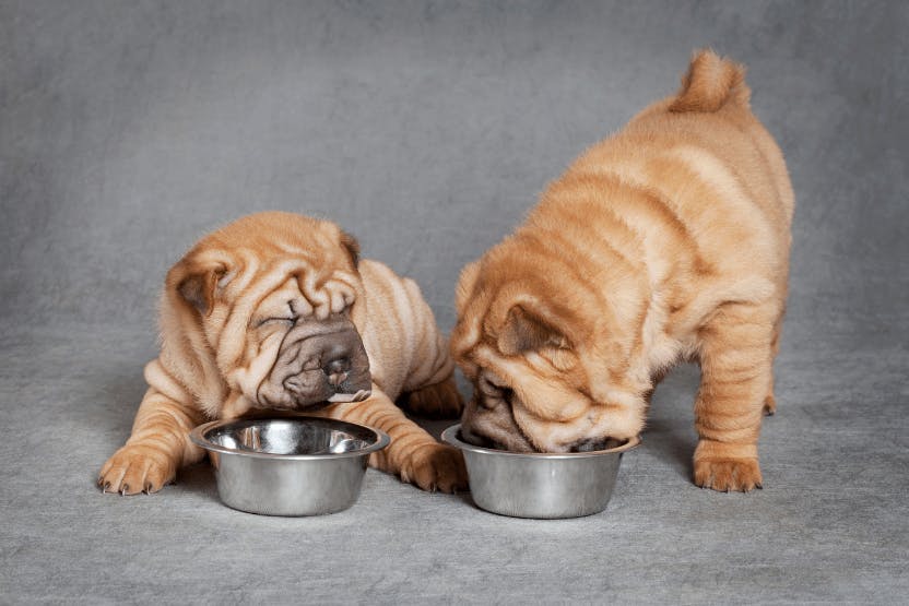 top 5 dog breeds that pet owners should avoid due to health concerns british veterinarian warnsw3e4
