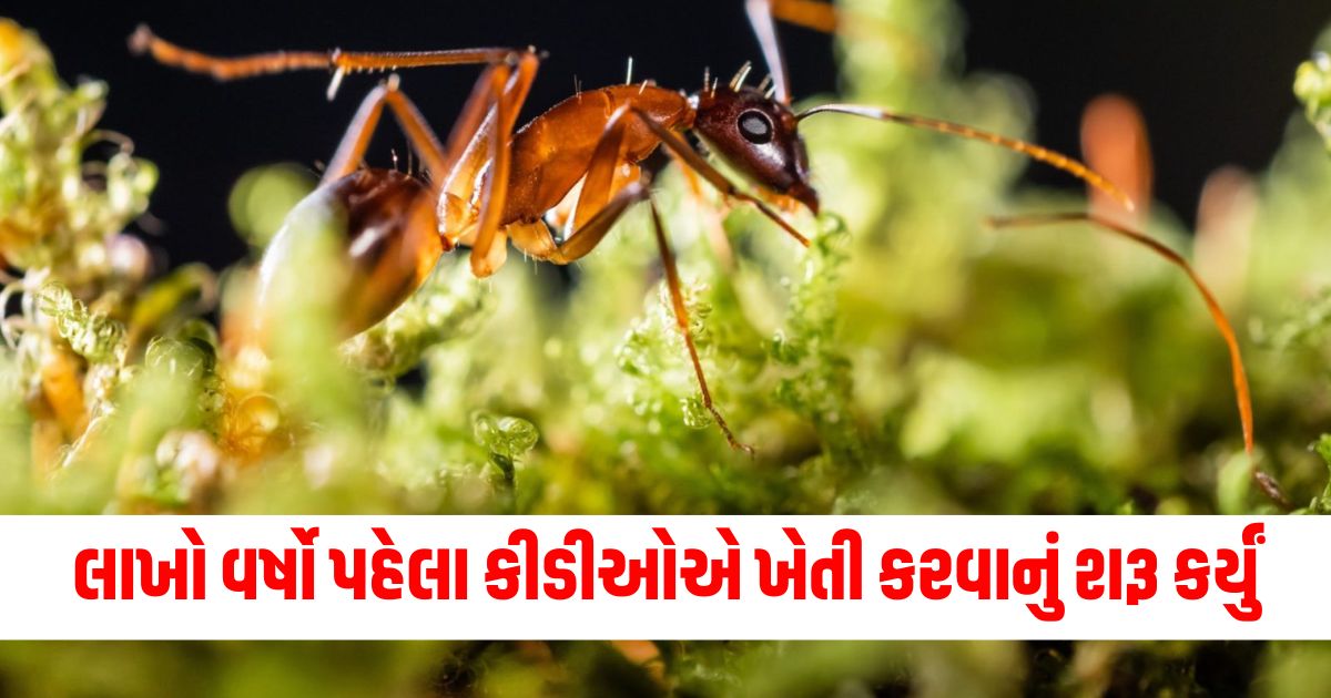 Gram Oil, Sesame Oil, Mustard Oil, Coconut Oil, Ghee, Health Benefits, Preparation Method, Fruits and Spices,