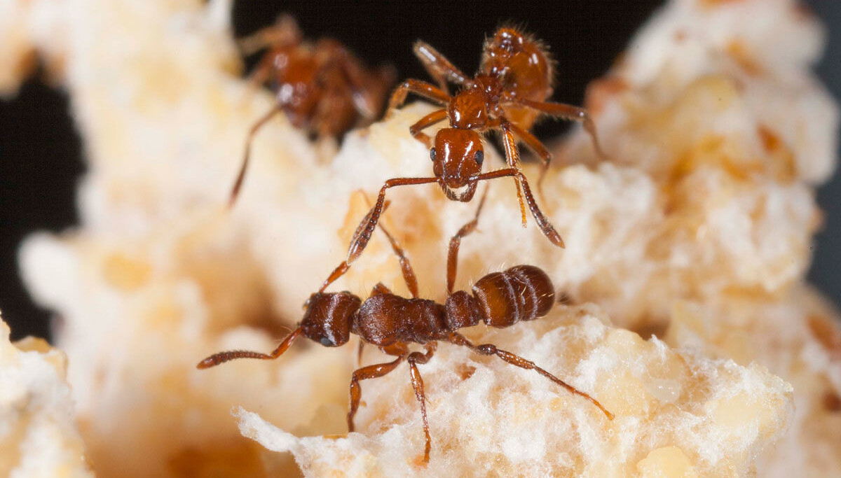 how ancient ants started farming fungi long before humans existed tells new study2434