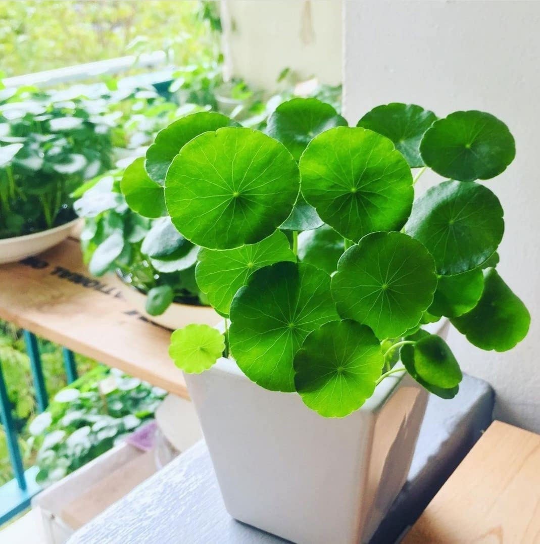 plant this plant in the house according to Vastu there will never be shortage1