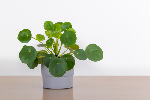 plant this plant in the house according to Vastu there will never be shortage4