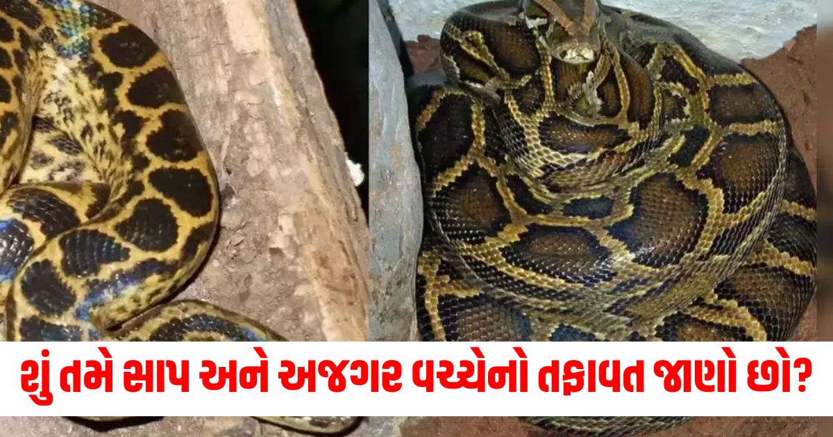 difference between snake and python very few people know