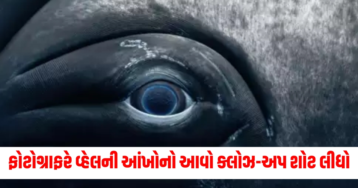 rachel moore renowned photographer captures breathtaking close up shot of a female humpback whale eyewer