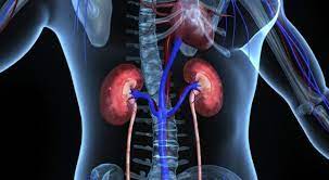 rml research shocking facts on kidney disease young people are getting more affected wer