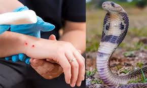 tamil nadu government declares snake bite as notifiable diseasew34r