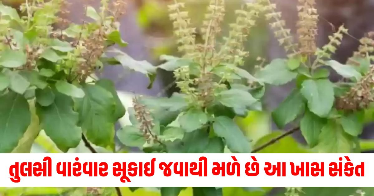 tulsi ke niyam what sign of drying of basil know how to keep green fresh in winter in hindi say astrologer