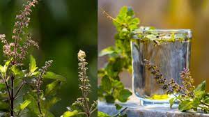 tulsi manjari ke upay overcome financial troubles and fix all issues with these tulsi manjari remedies