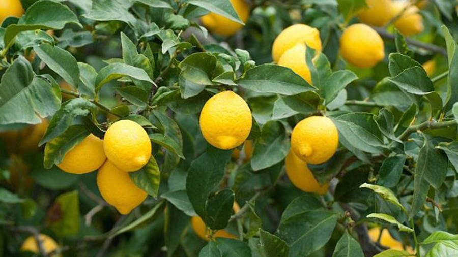 vitamin c rich foods to keep yourself healthy amid air pollution and seasonal illness ewr