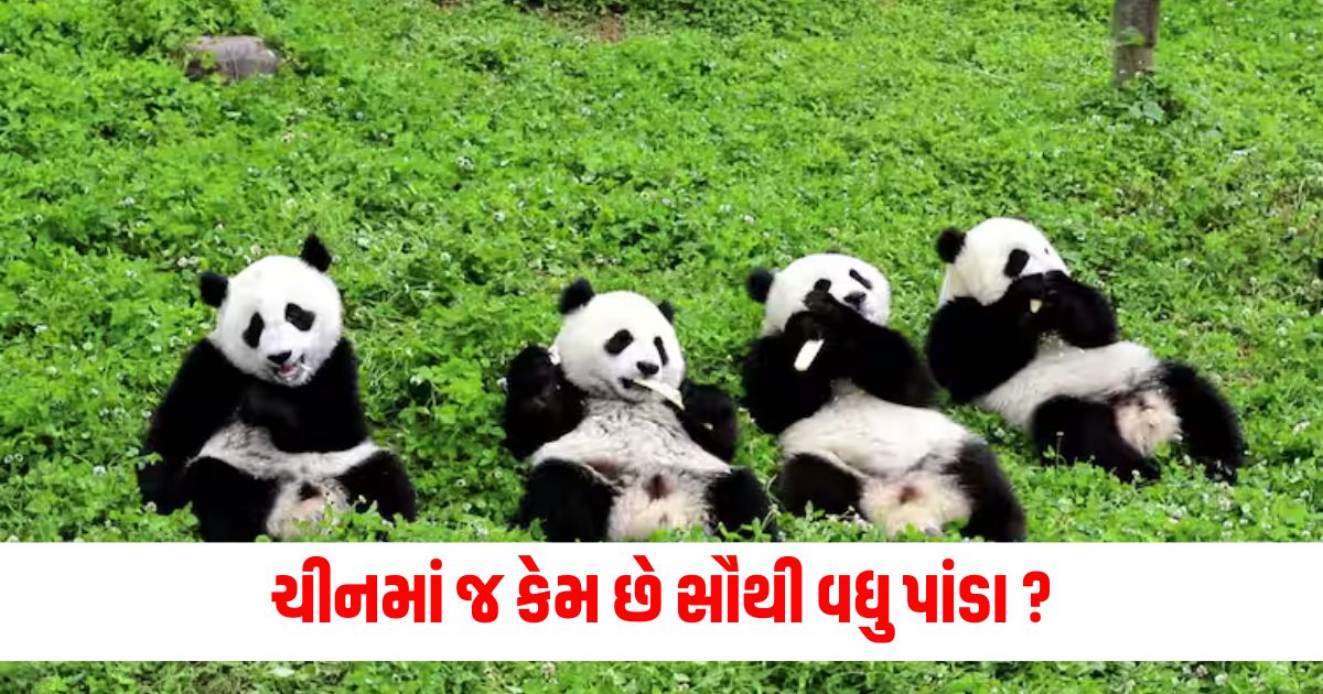 why are most pandas in china here know interesting facts wer