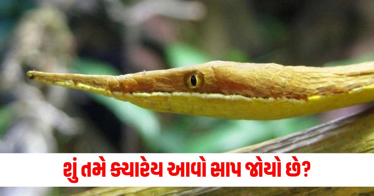 amazing malagasy leaf nosed snake look like twig not easy to locate