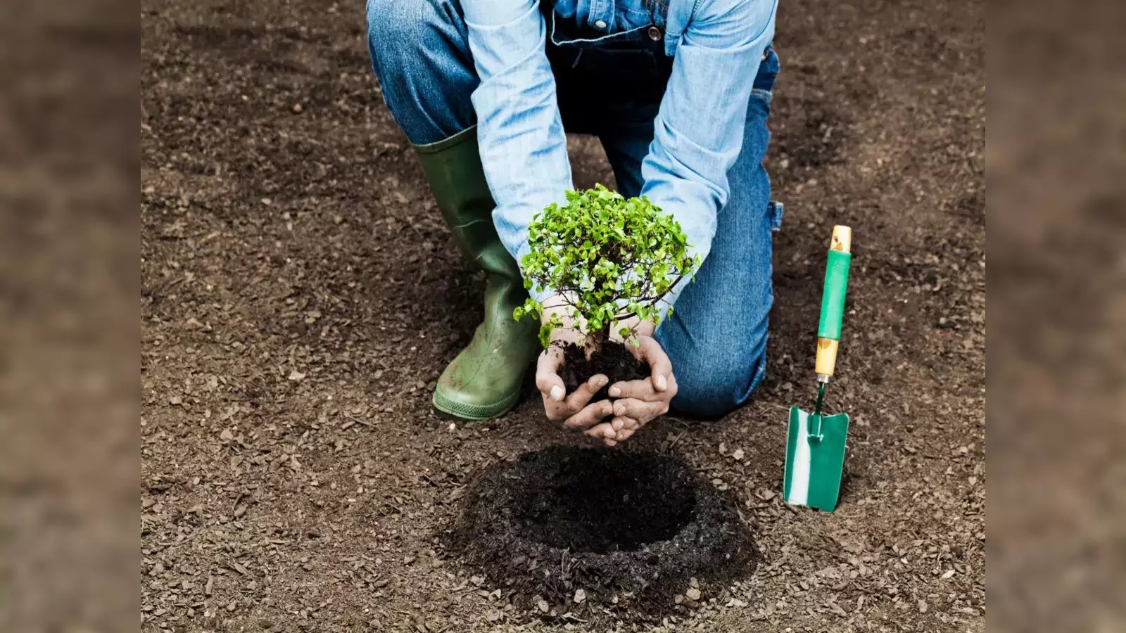 astro tips do plantation on first day of 205 according birth nakshatra you will get happiness and luck in life1