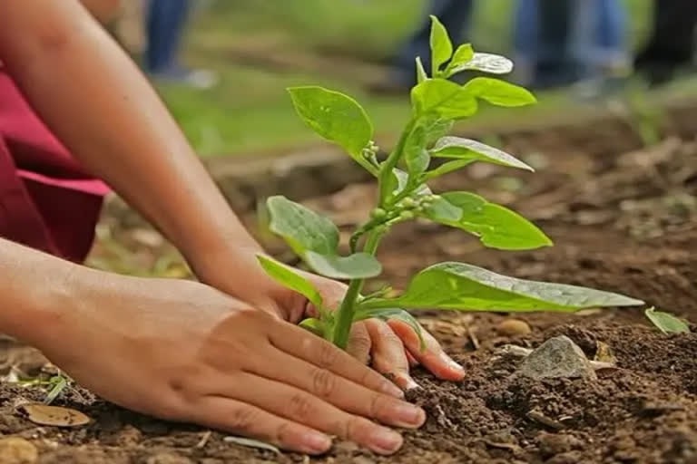 astro tips do plantation on first day of 205 according birth nakshatra you will get happiness and luck in life2