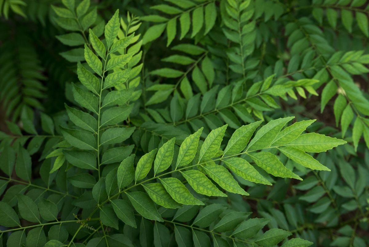 benefits of curry leaves in winter1