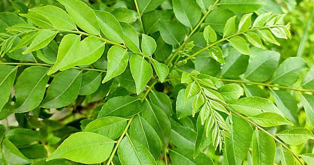 benefits of curry leaves in winter2