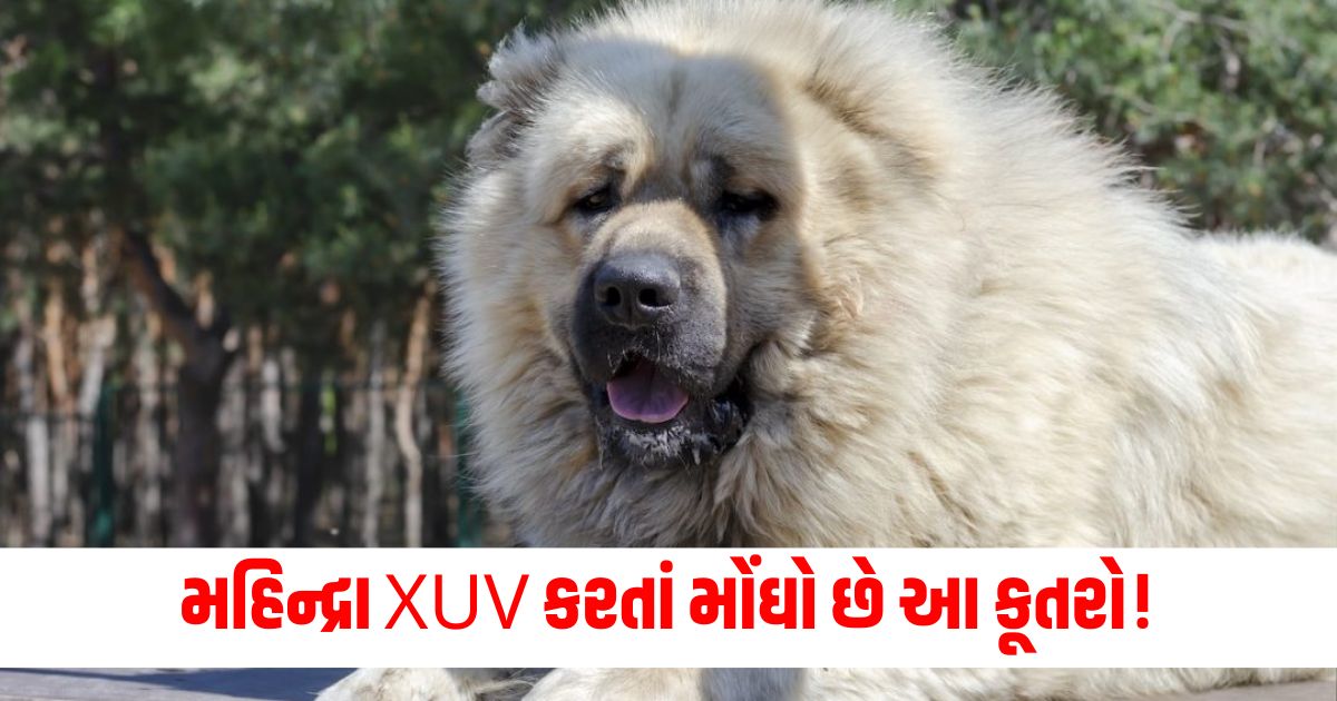 caucasian shepherd dog is more expensive than mahindra xuv its price