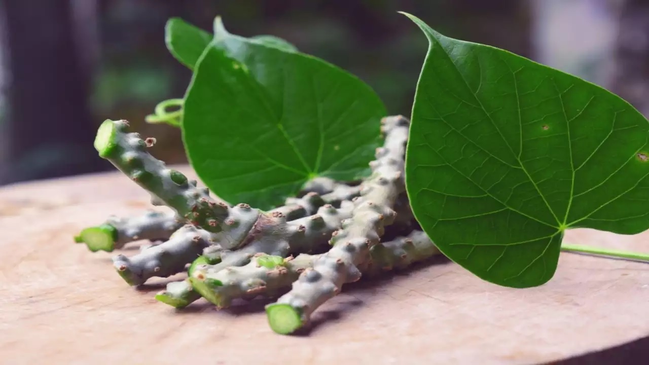 health sugar level will not increase during christmas and new year 8 herbs will help you in controlling it2 2
