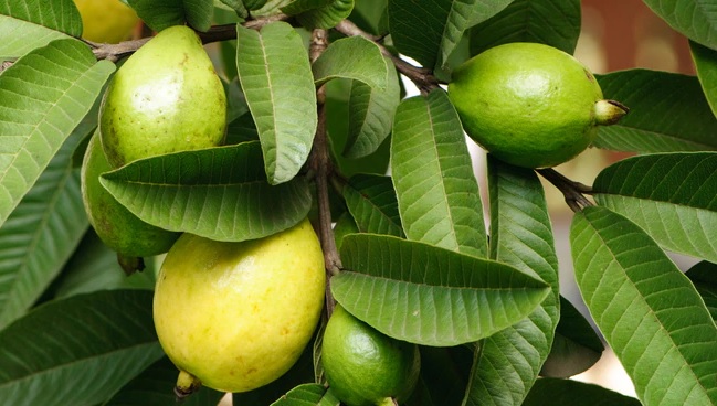 health sugar level will not increase during christmas and new year 8 herbs will help you in controlling it2