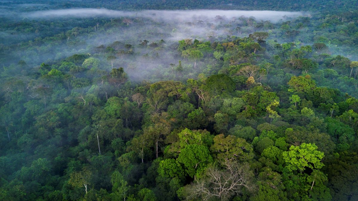 how much bigger is the amazon forest than india you will be surprised to knowwesrt