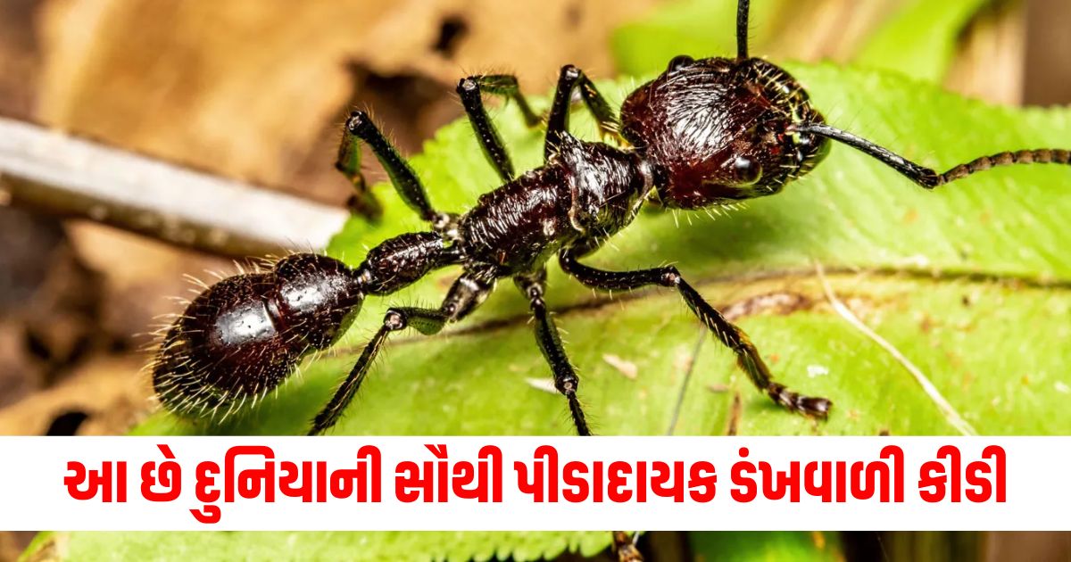 jungle news amazing bullet ant have most painful sting in the world