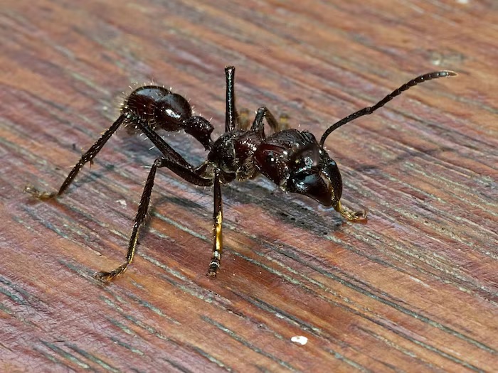 jungle news amazing bullet ant have most painful sting in the world2