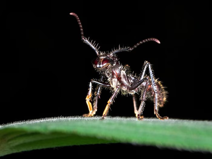 jungle news amazing bullet ant have most painful sting in the world3