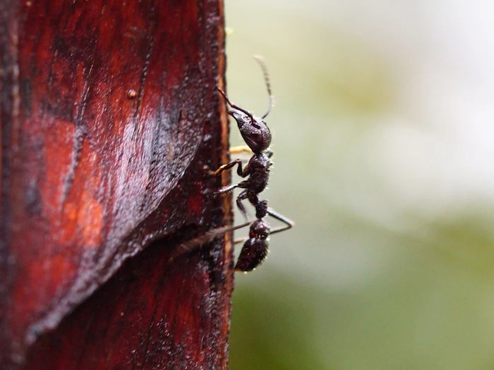 jungle news amazing bullet ant have most painful sting in the world4