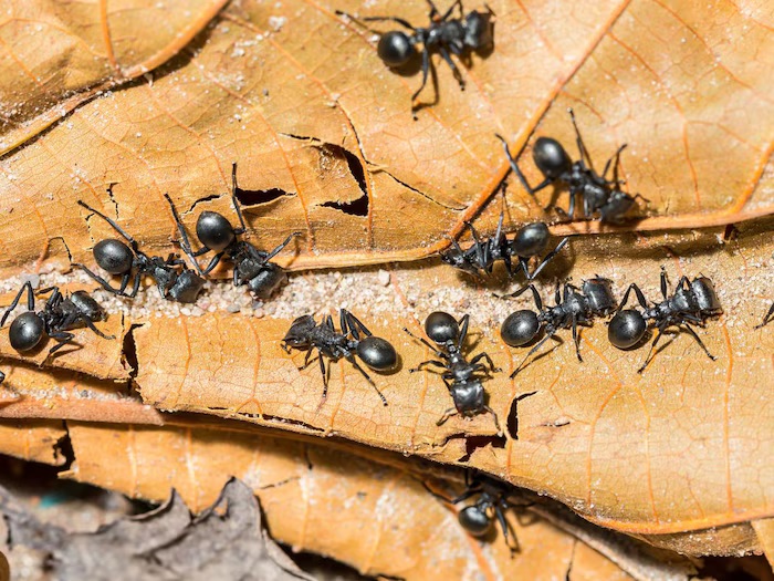 jungle news amazing bullet ant have most painful sting in the world5