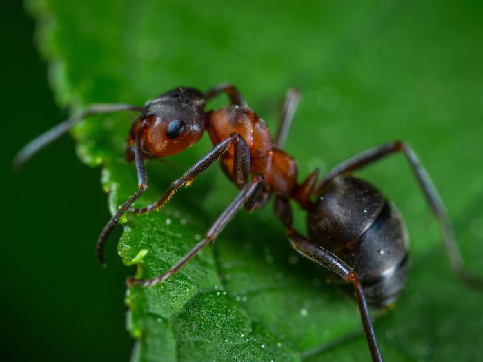 jungle news amazing bullet ant have most painful sting in the world6