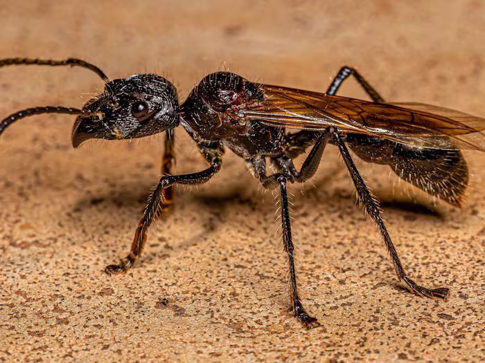 jungle news amazing bullet ant have most painful sting in the world7