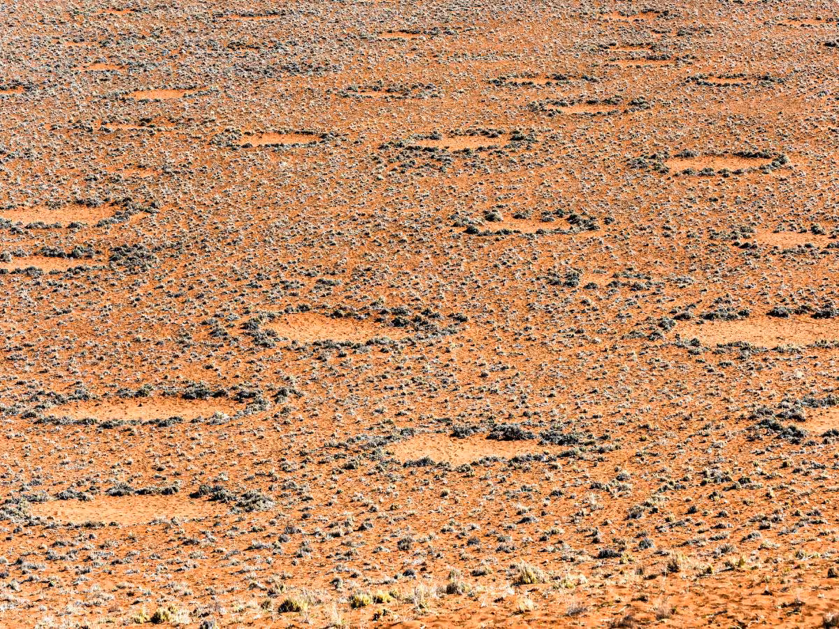 kya kehta hai vigyaan why mysterious fairy circles of namibia are still unsolved